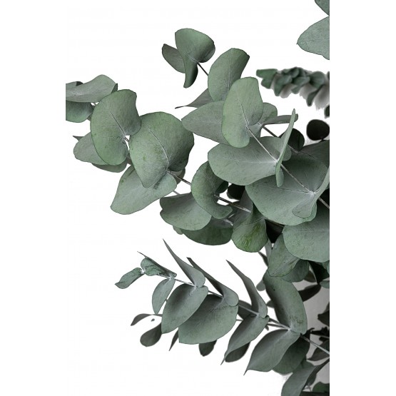 Purae - Eucalipto Bio