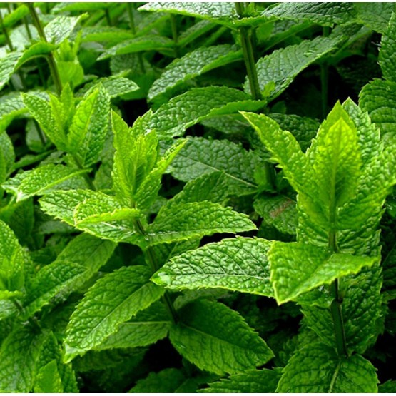 Purae - Menta Piperita