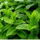 Purae - Menta Piperita